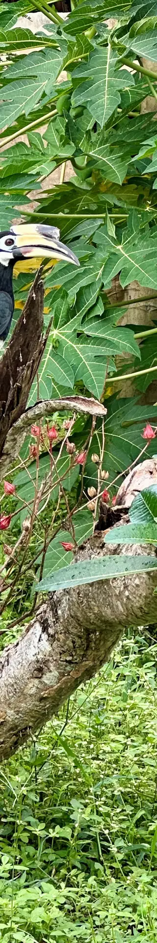 Die verschlafene Insel Koh Ngai